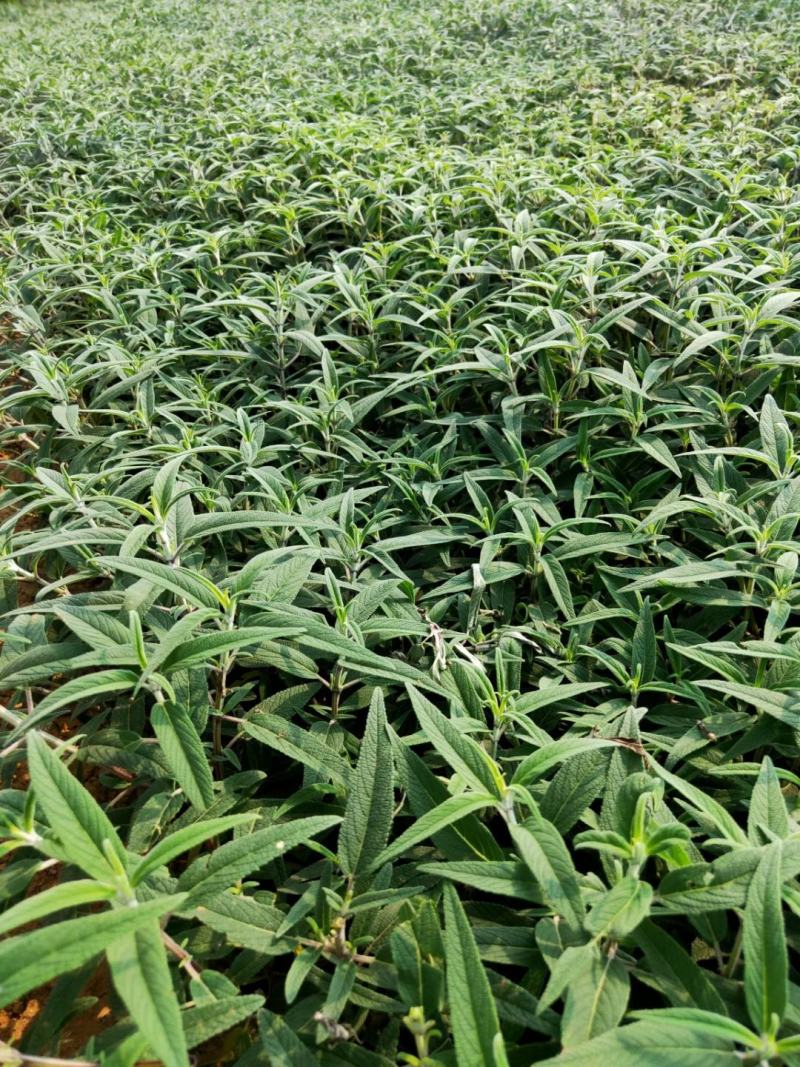 墨西哥鼠尾草绿化苗木基地直发