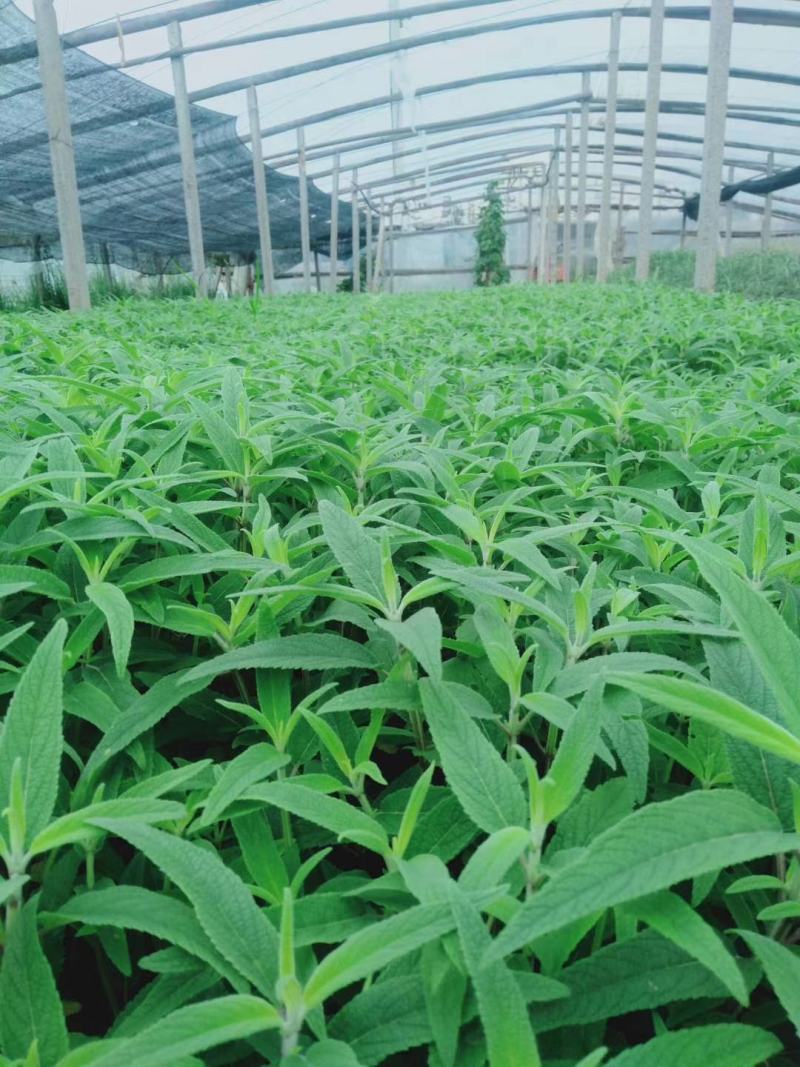 墨西哥鼠尾草绿化苗木基地直发