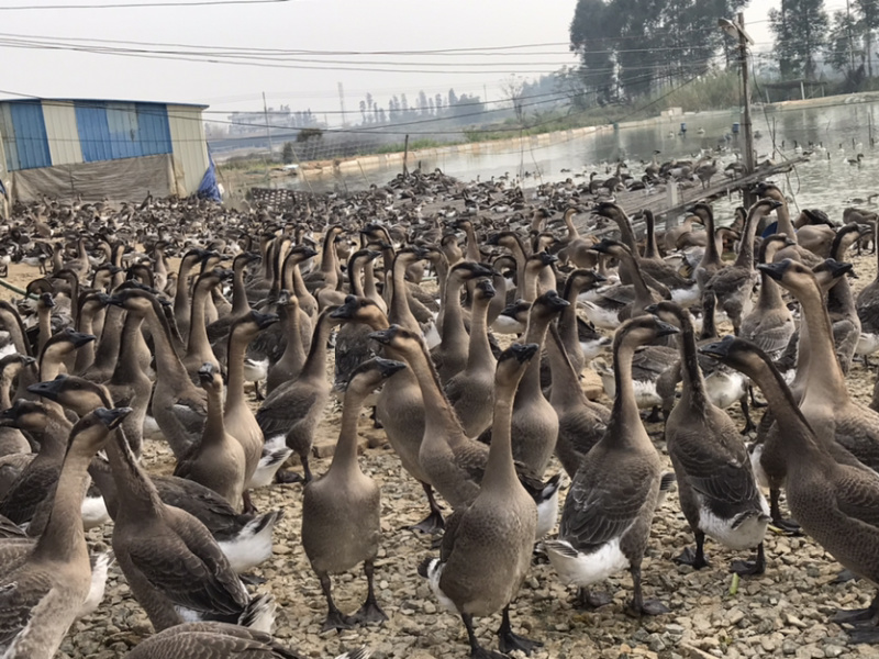 自家场地直销，正宗黑脚马岗鹅