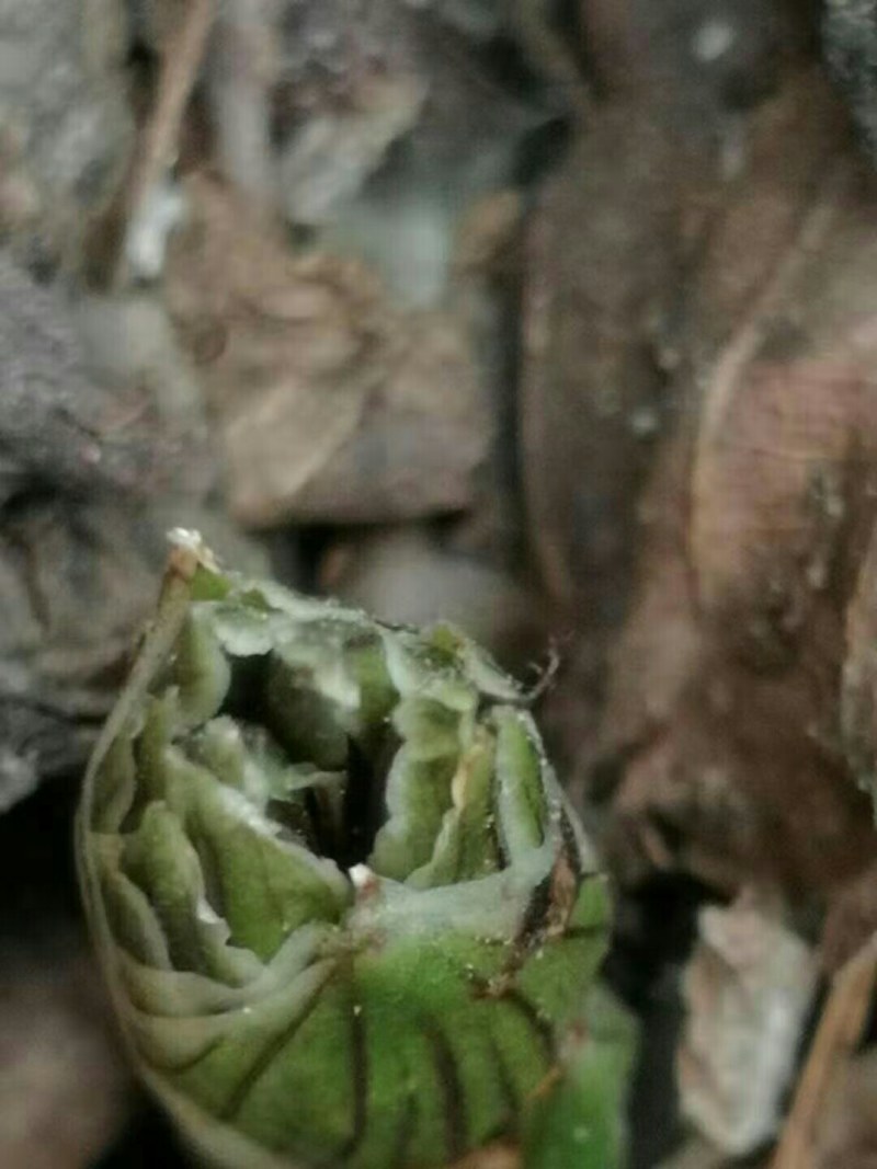 下山各种奇花蕙兰和春兰三星蝶