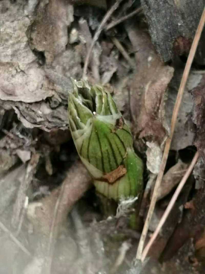 下山各种奇花蕙兰和春兰三星蝶