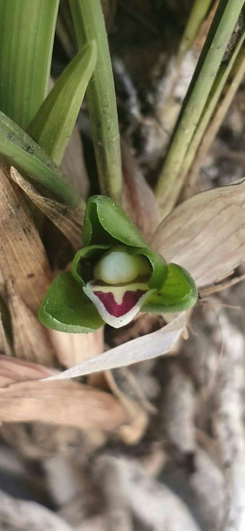 下山各种奇花蕙兰和春兰三星蝶