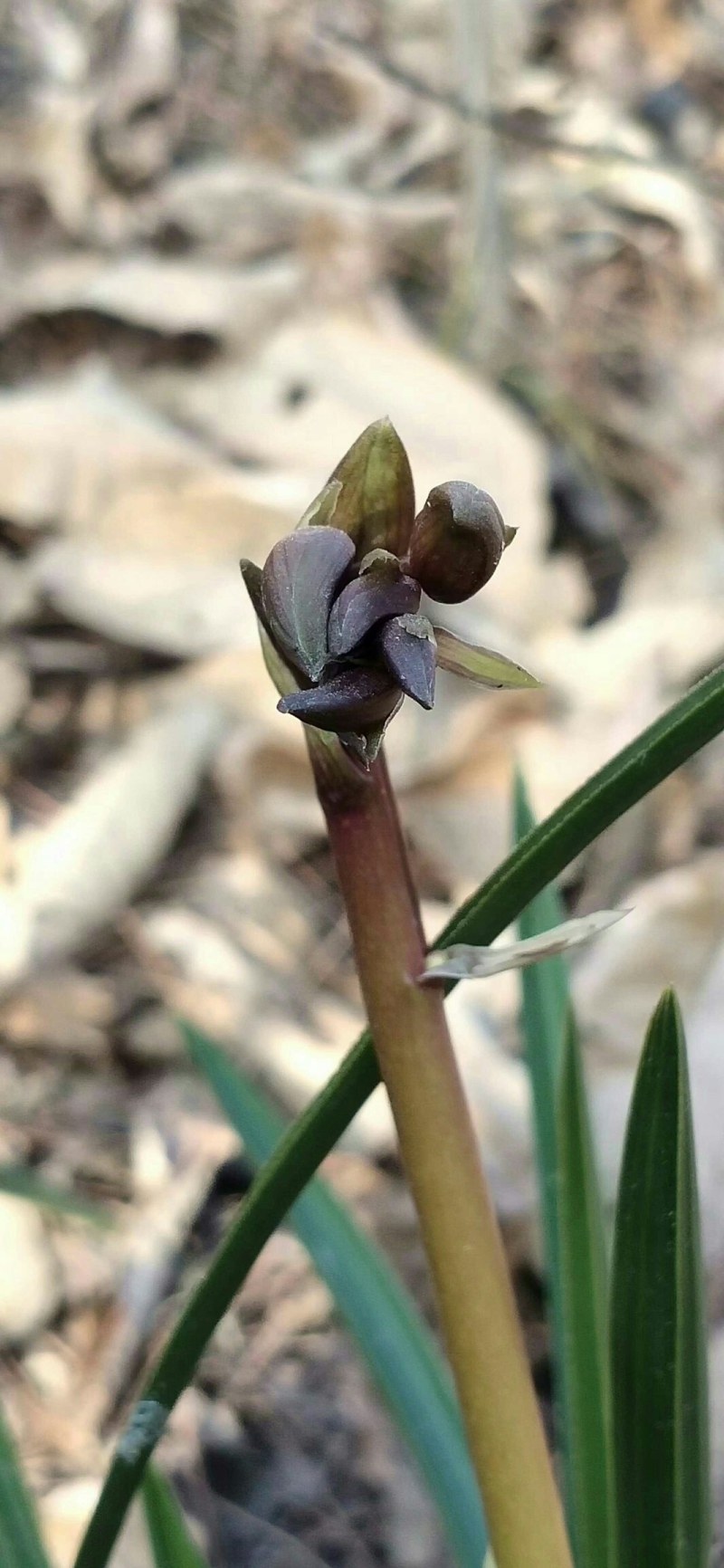 下山各种奇花蕙兰和春兰三星蝶