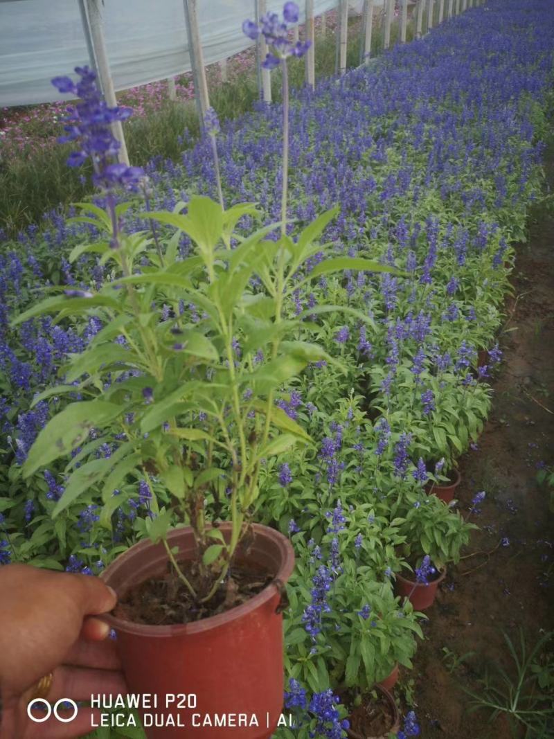 鼠尾草，蓝花鼠尾草，蓝花鼠尾草小杯苗，蓝花鼠尾草苗圃直销