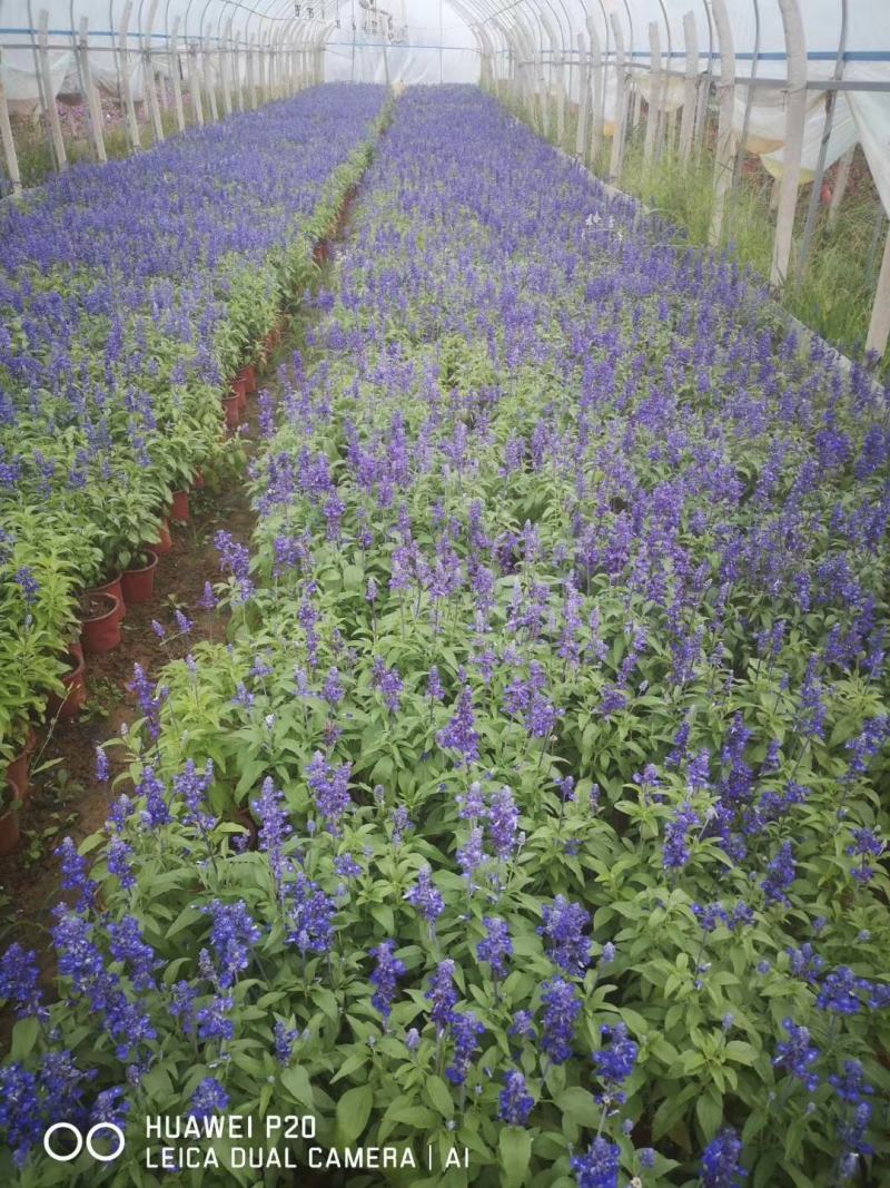 鼠尾草，蓝花鼠尾草，蓝花鼠尾草小杯苗，蓝花鼠尾草苗圃直销