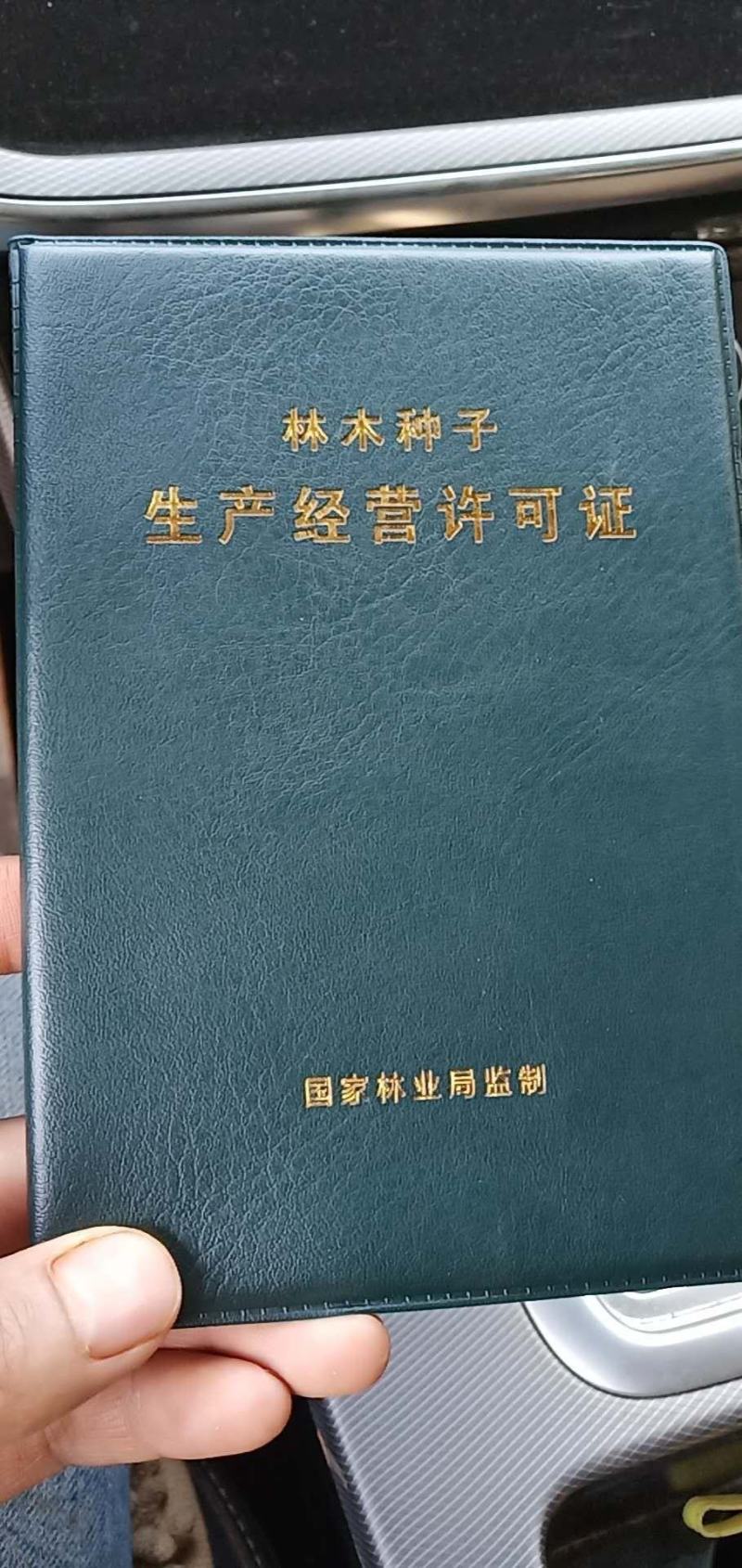 鼠尾草，蓝花鼠尾草，蓝花鼠尾草小杯苗，蓝花鼠尾草苗圃直销