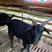 肉羊黑山羊一手货源，提供养殖技术货源充足
