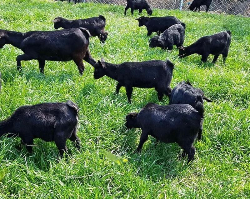 肉羊黑山羊一手货源，提供养殖技术货源充足