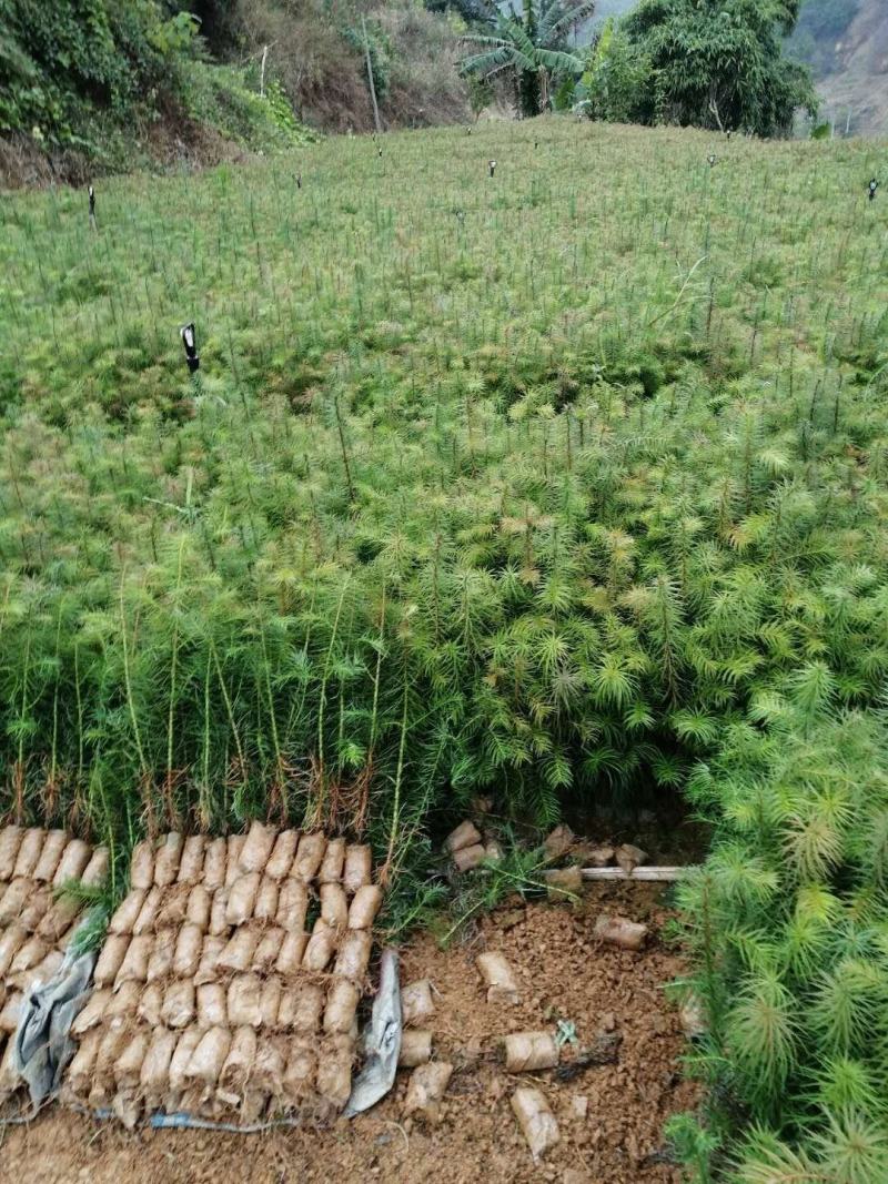 刺杉苗造林苗基地直发荒山造林苗杉树苗速生杉树苗刺杉苗