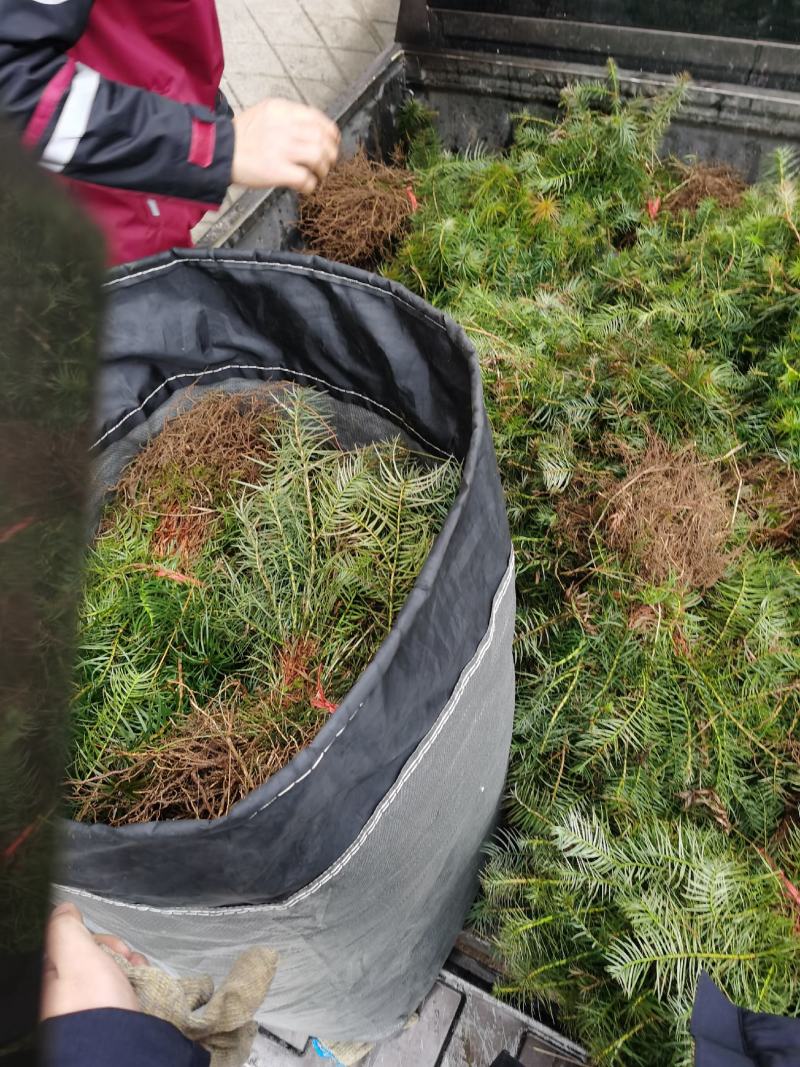 刺杉苗造林苗基地直发荒山造林苗杉树苗速生杉树苗刺杉苗