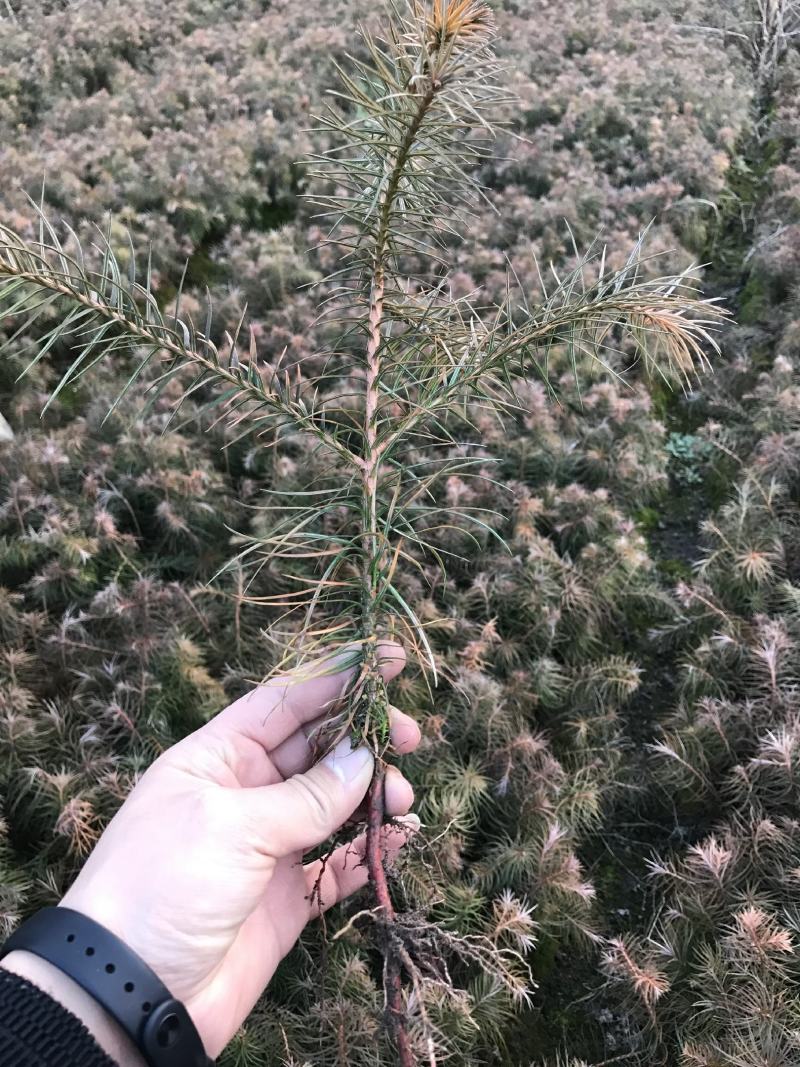 刺杉苗造林苗基地直发荒山造林苗杉树苗速生杉树苗刺杉苗