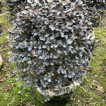 红继木一手货源，基地直销，可视频看货