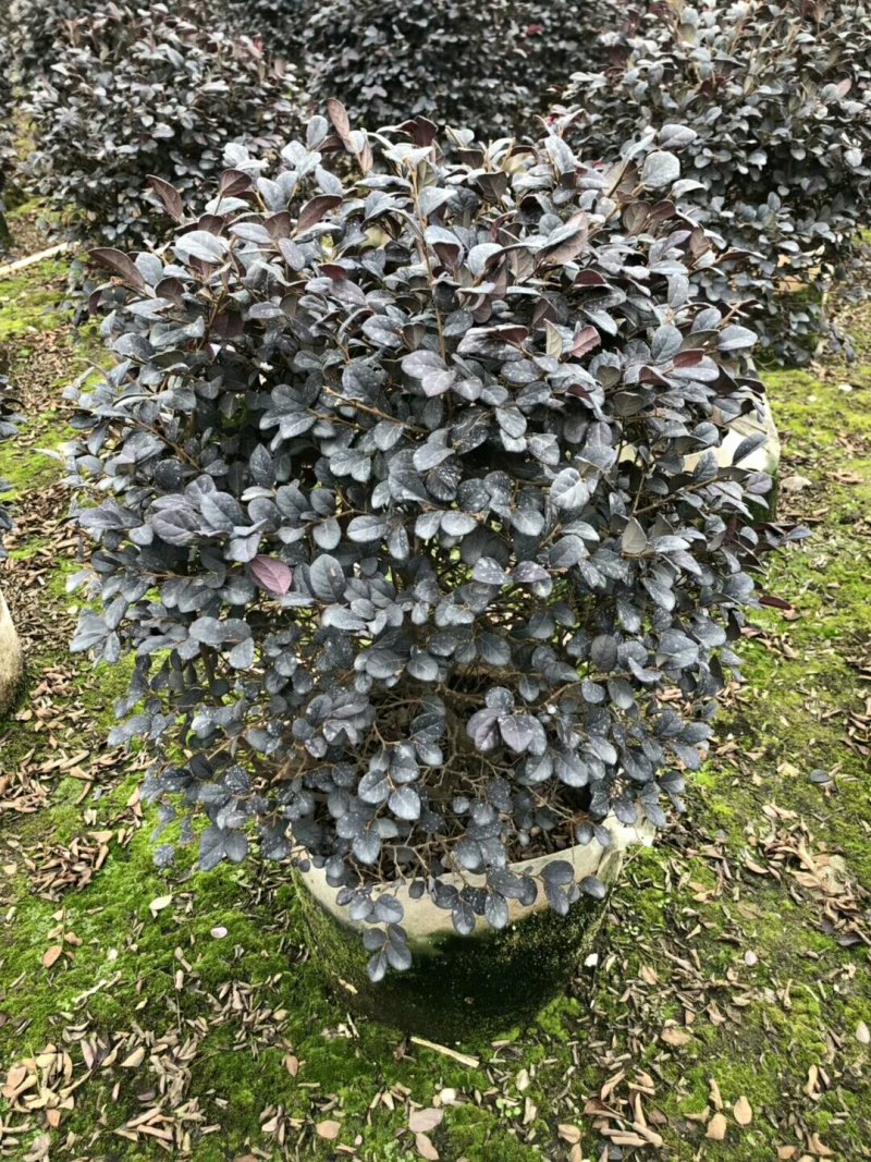 红继木一手货源，基地直销，可视频看货