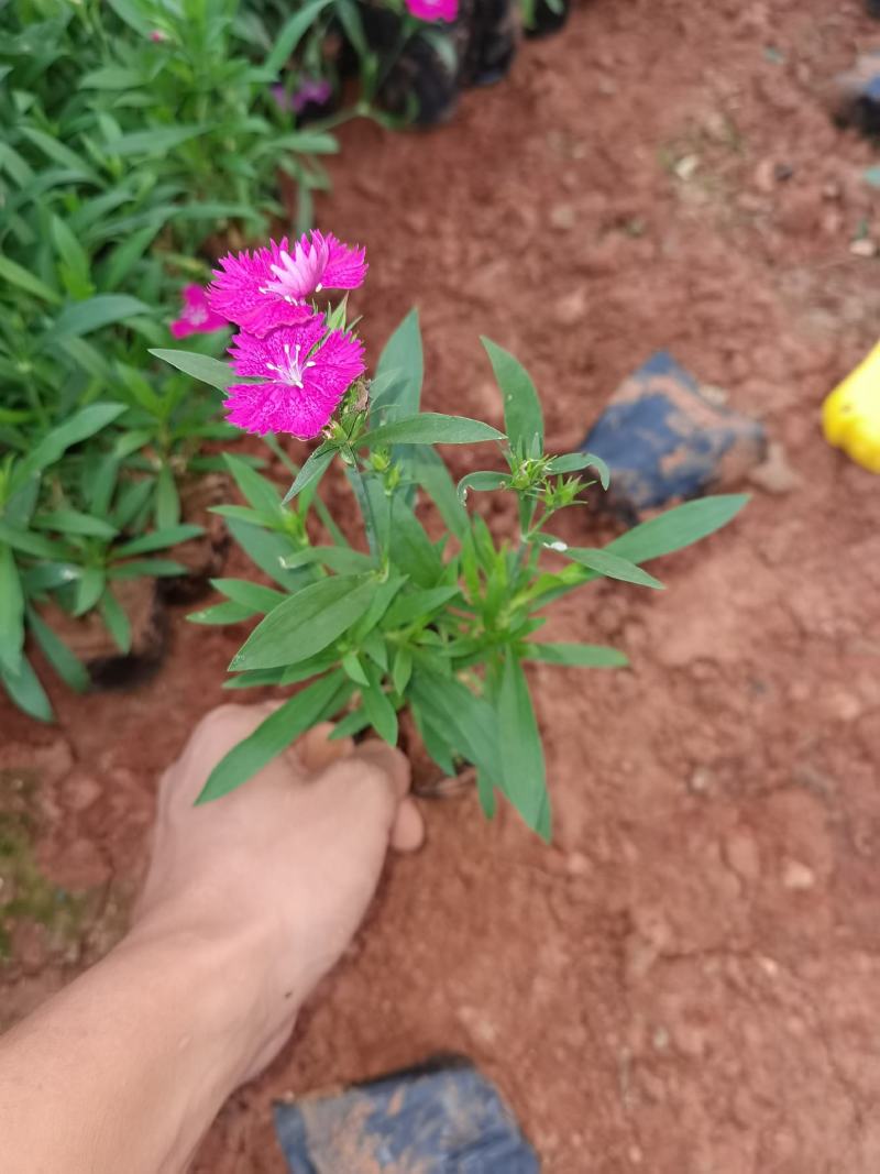 石竹，五彩石竹，长夏石竹，石竹苗圃直销，绿化苗木石竹