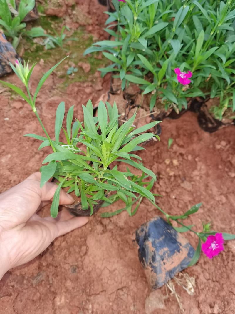 石竹，五彩石竹，长夏石竹，石竹苗圃直销，绿化苗木石竹