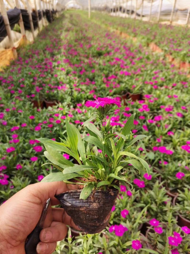 石竹，五彩石竹，长夏石竹，石竹苗圃直销，绿化苗木石竹