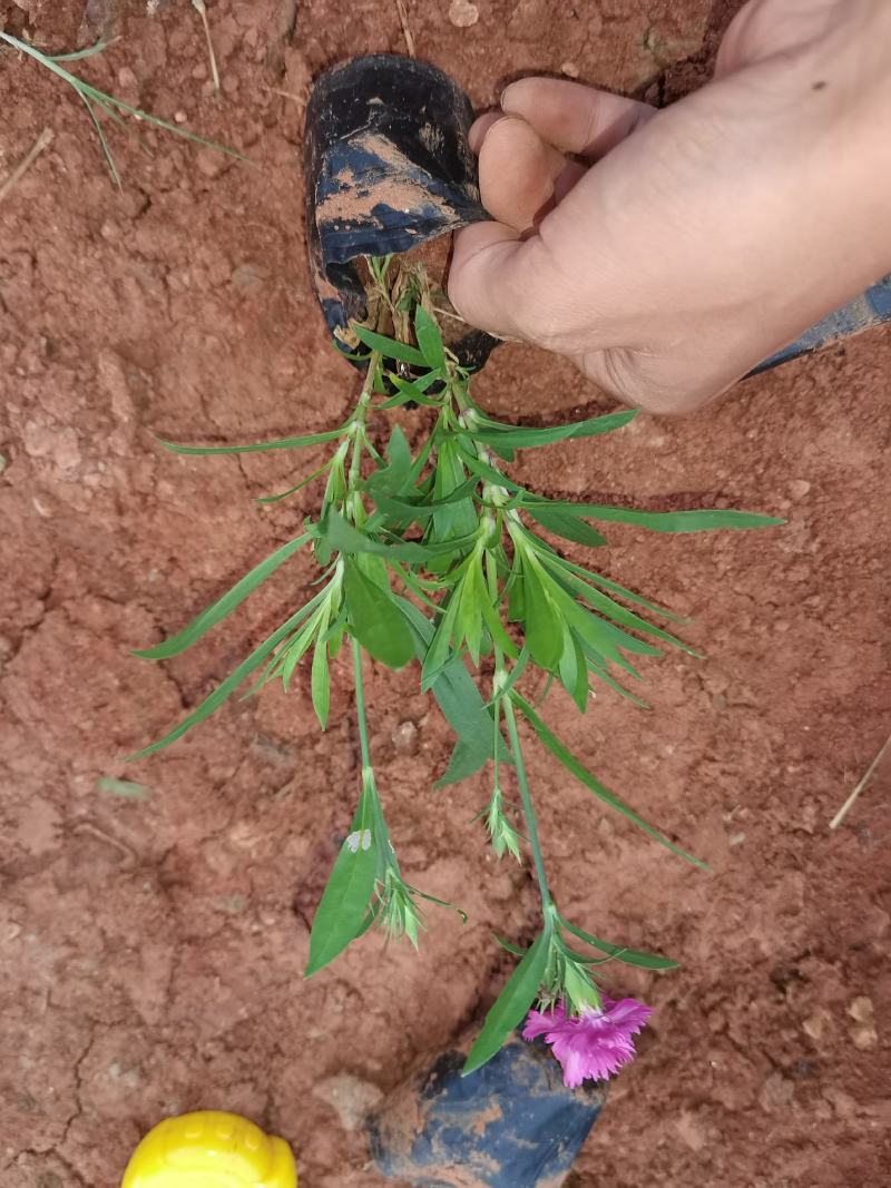 石竹，五彩石竹，长夏石竹，石竹苗圃直销，绿化苗木石竹