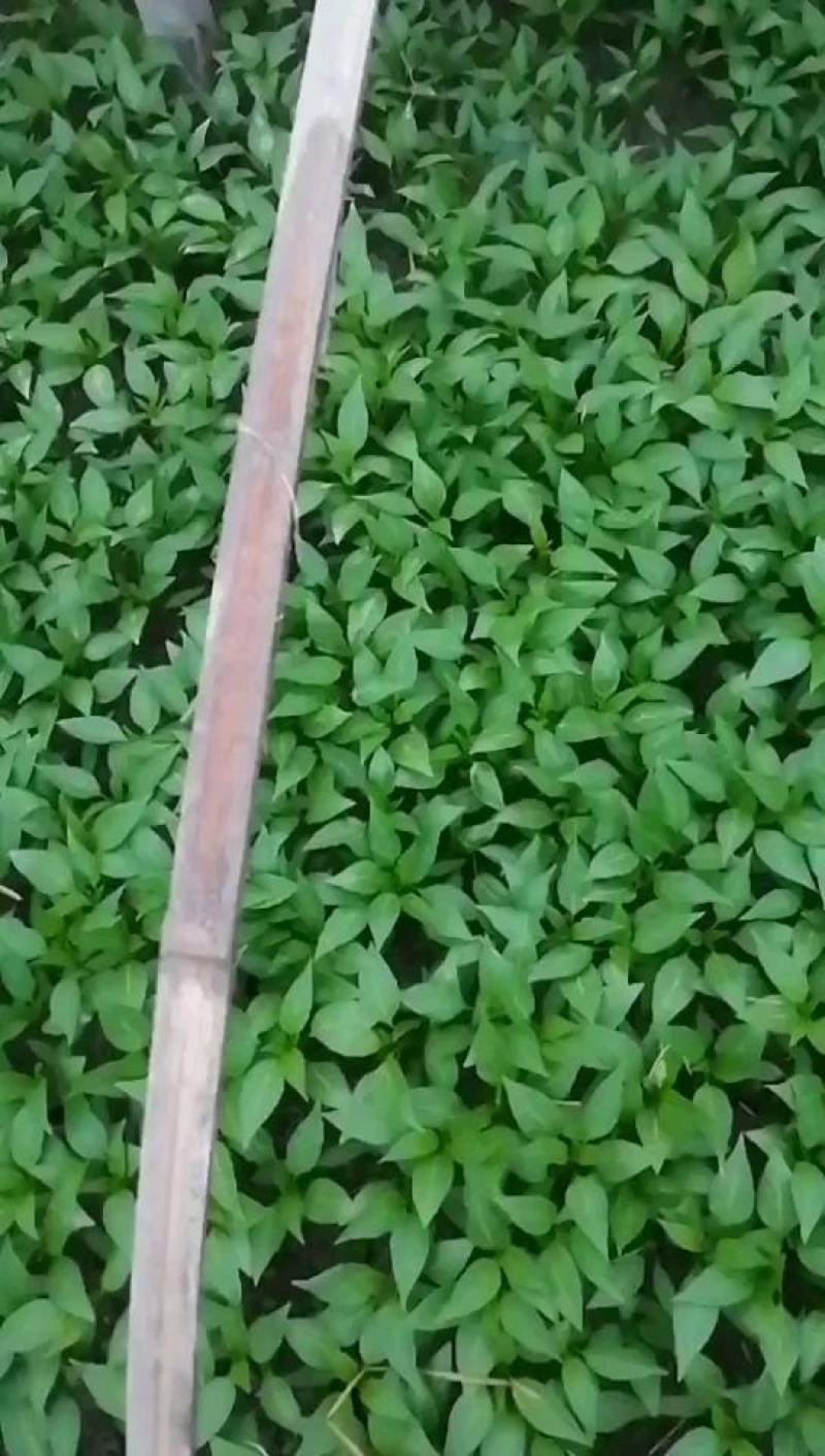 薄皮椒苗芜湖苗泡椒苗成活率98以上深绿大果型