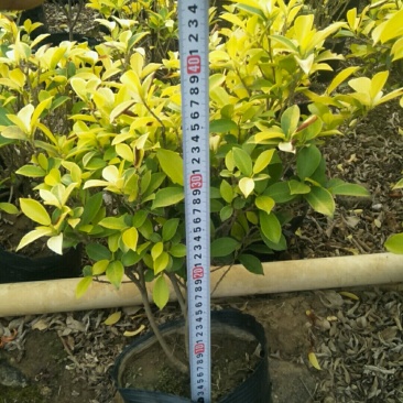 一手货源基地直供9斤袋黄金榕种苗