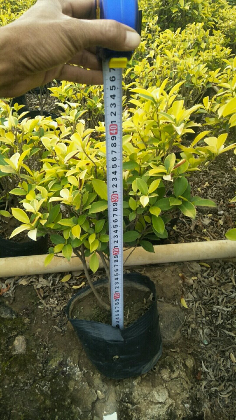 一手货源基地直供9斤袋黄金榕种苗