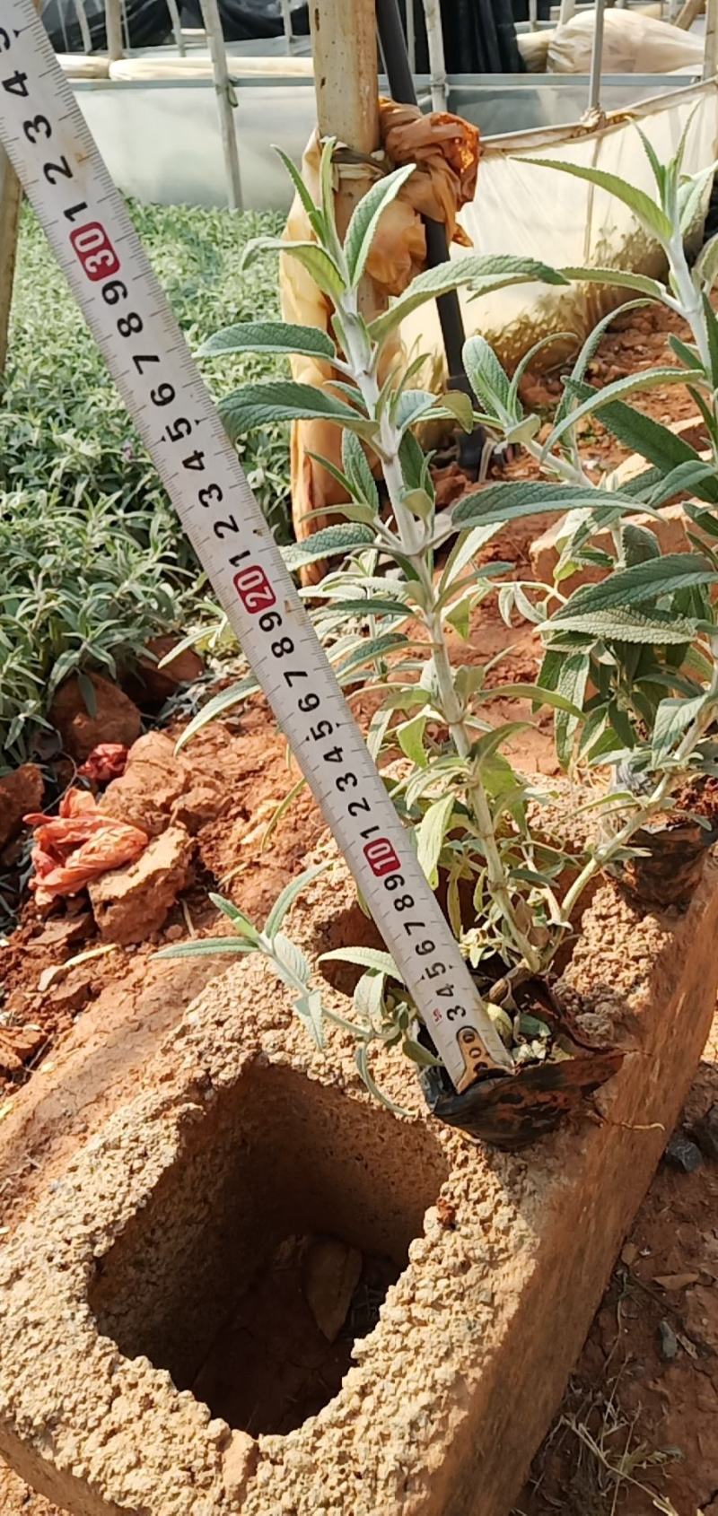墨西哥鼠尾草，云南墨西哥鼠尾草杯苗，墨西哥鼠尾草苗圃直销