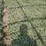 墨西哥鼠尾草，云南墨西哥鼠尾草杯苗，墨西哥鼠尾草苗圃直销