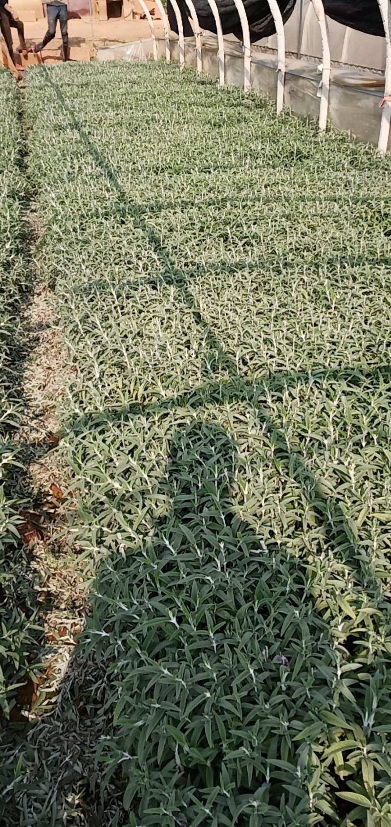 墨西哥鼠尾草，云南墨西哥鼠尾草杯苗，墨西哥鼠尾草苗圃直销