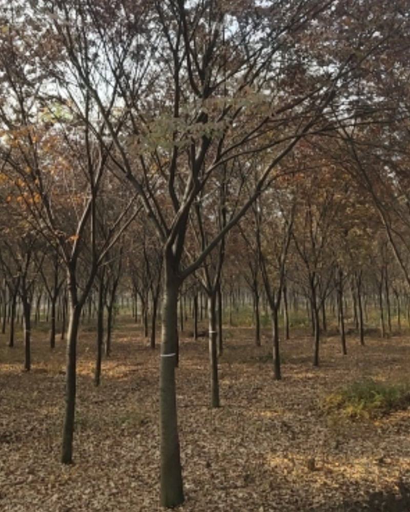 自家苗圃有朴树有老总看中的联系我，老总自己来选树发货