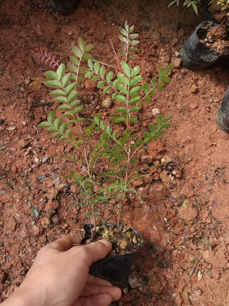 清香木，云南清香木小苗，清香木苗圃直销，清香木杯苗，