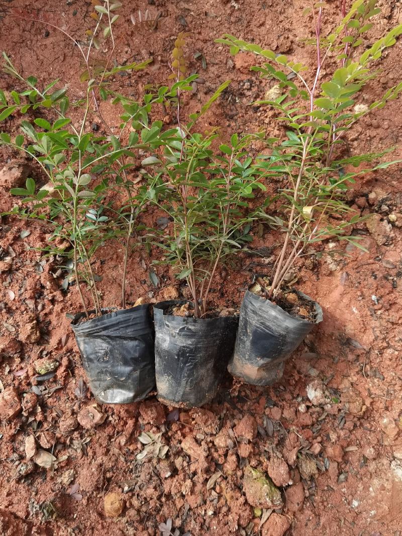 清香木，云南清香木小苗，清香木苗圃直销，清香木杯苗，