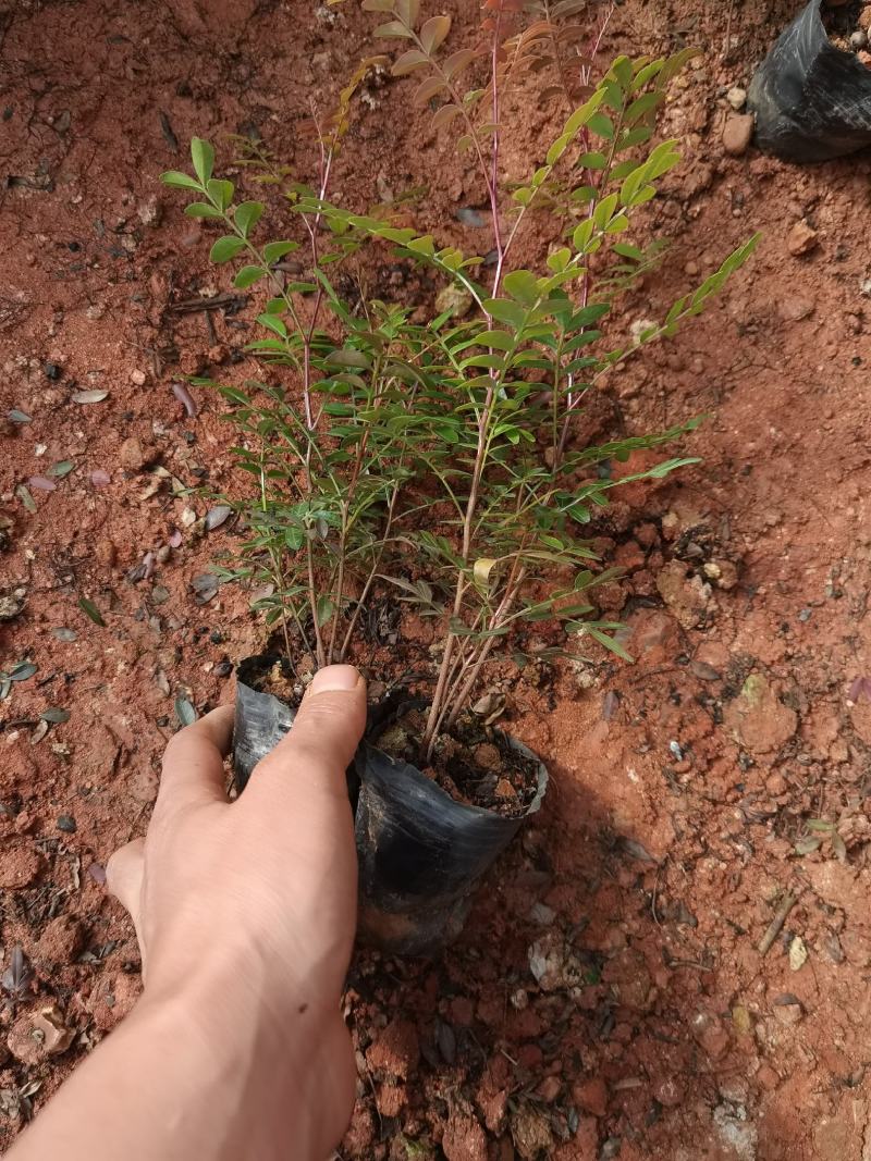 清香木，云南清香木小苗，清香木苗圃直销，清香木杯苗，