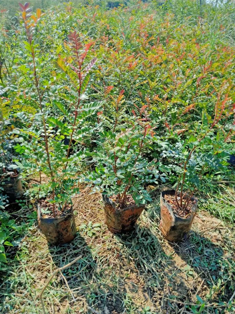 清香木，云南清香木小苗，清香木苗圃直销，清香木杯苗，