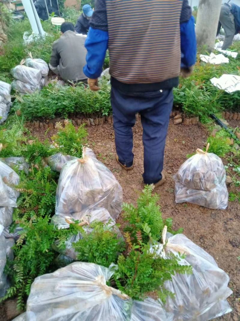 清香木，云南清香木小苗，清香木苗圃直销，清香木杯苗，