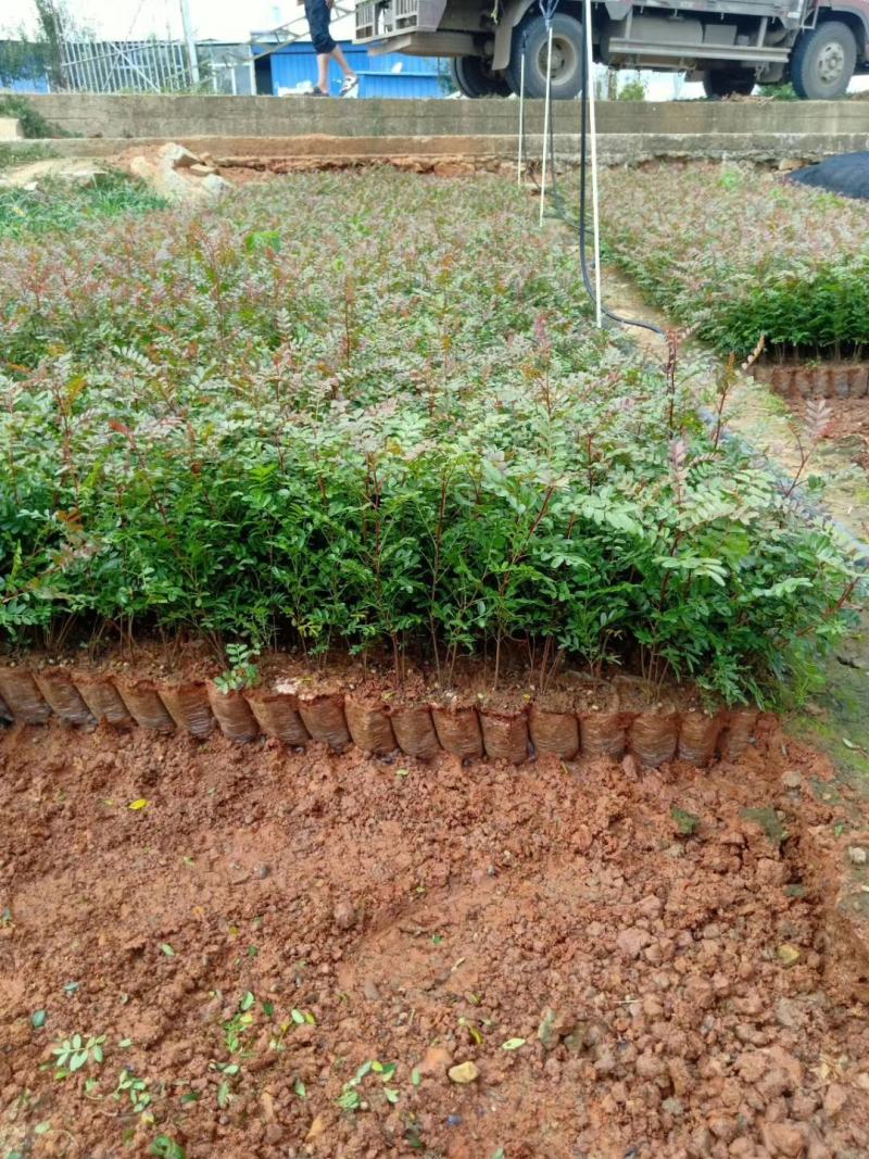 清香木，云南清香木小苗，清香木苗圃直销，清香木杯苗，