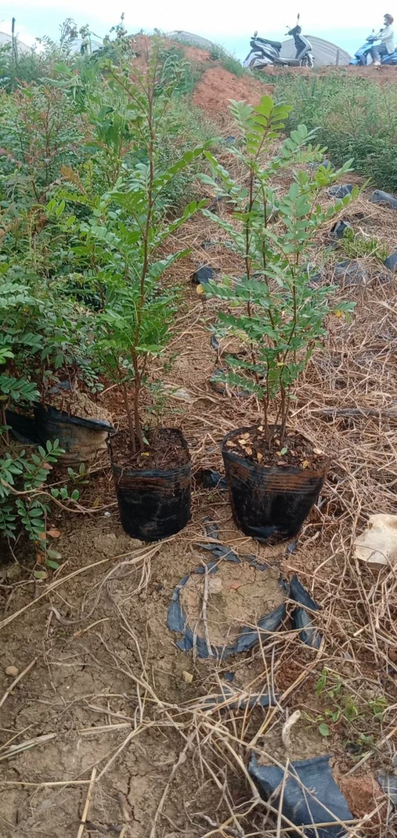 清香木，云南清香木小苗，清香木苗圃直销，清香木杯苗，