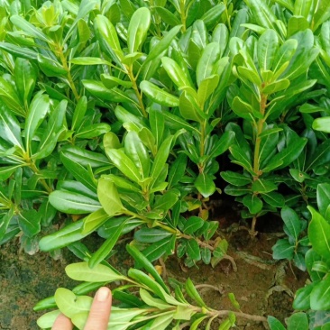 海桐杯苗，云南海桐小苗，海桐苗圃直销，海桐一手货源