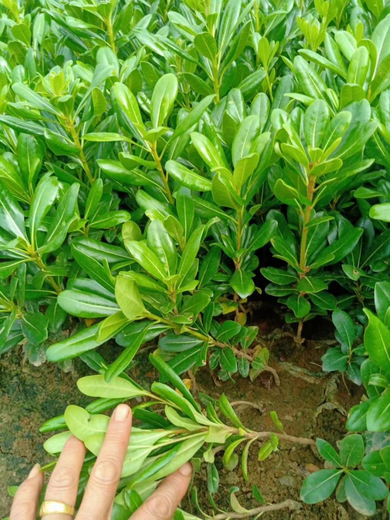 海桐杯苗，云南海桐小苗，海桐苗圃直销，海桐一手货源