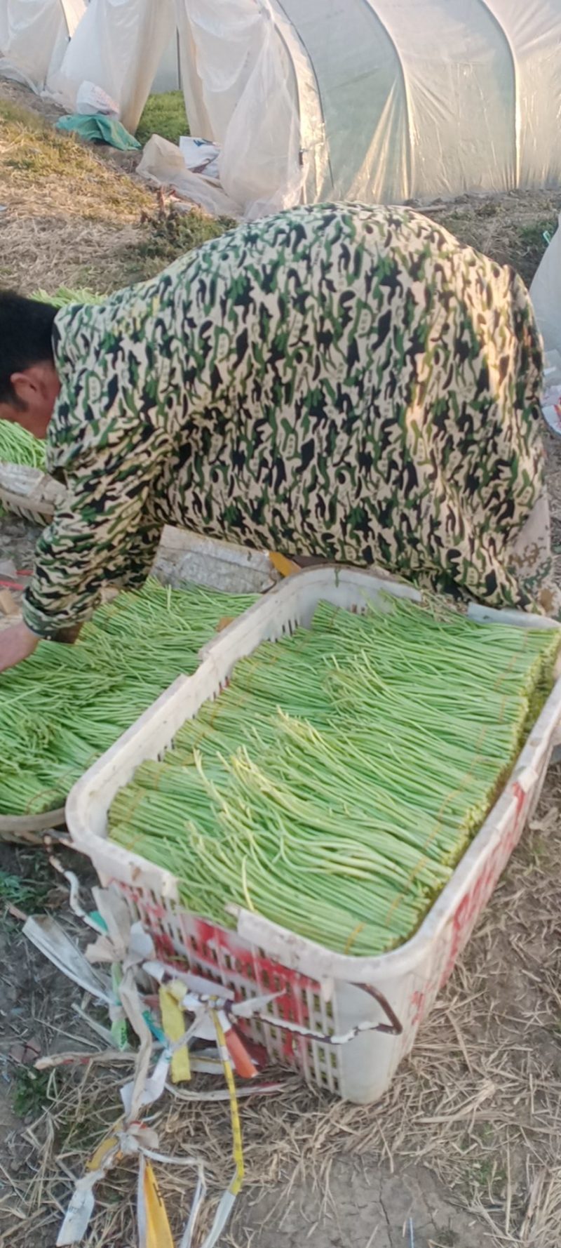 精品净耗毛耗大量上市