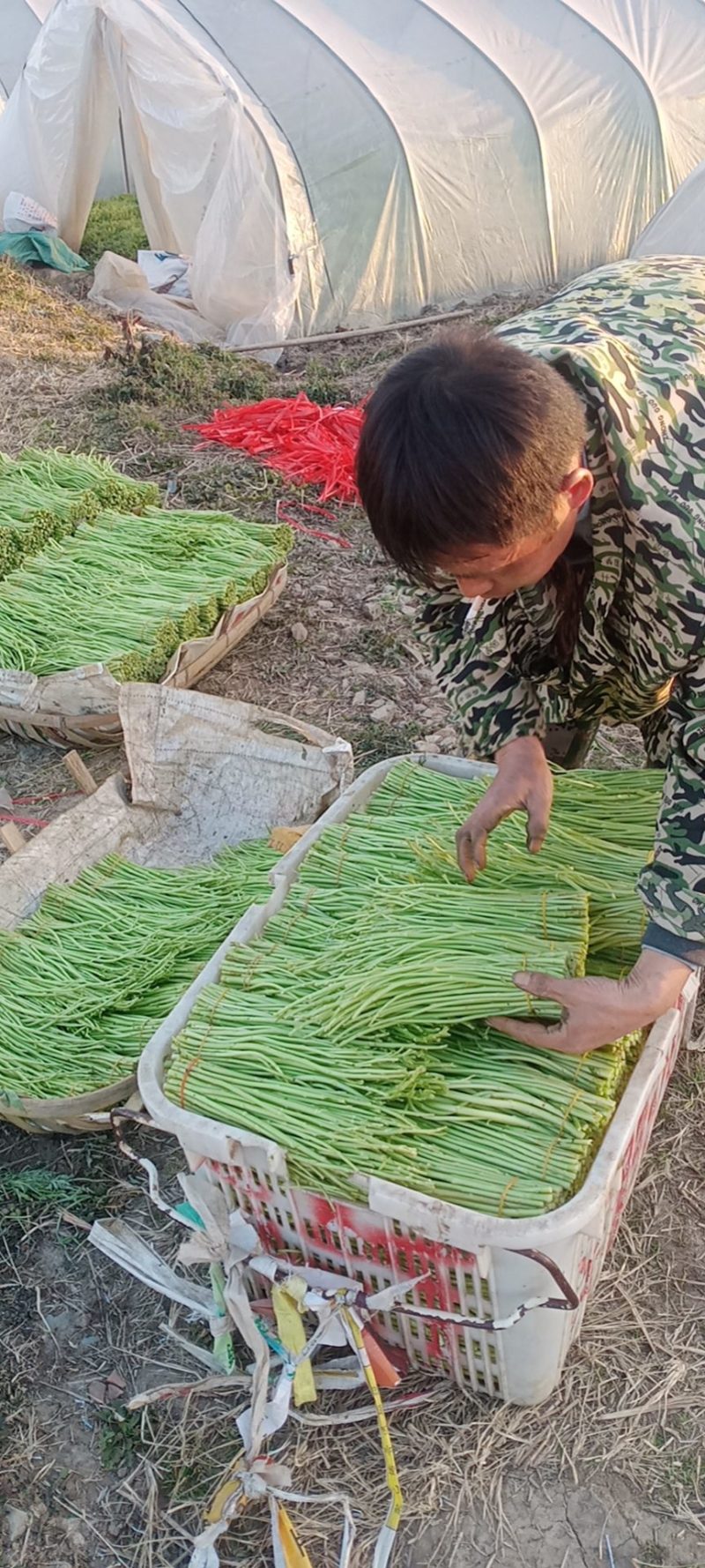 精品净耗毛耗大量上市