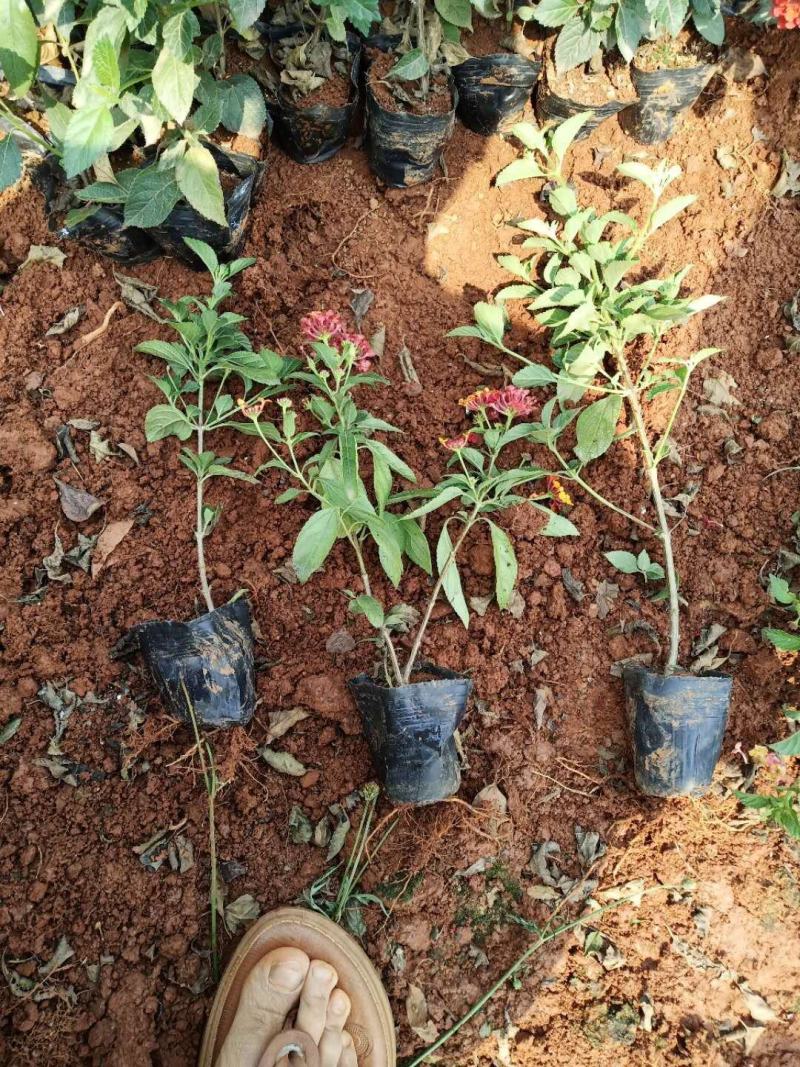 五色梅/绿化苗木/观花植物