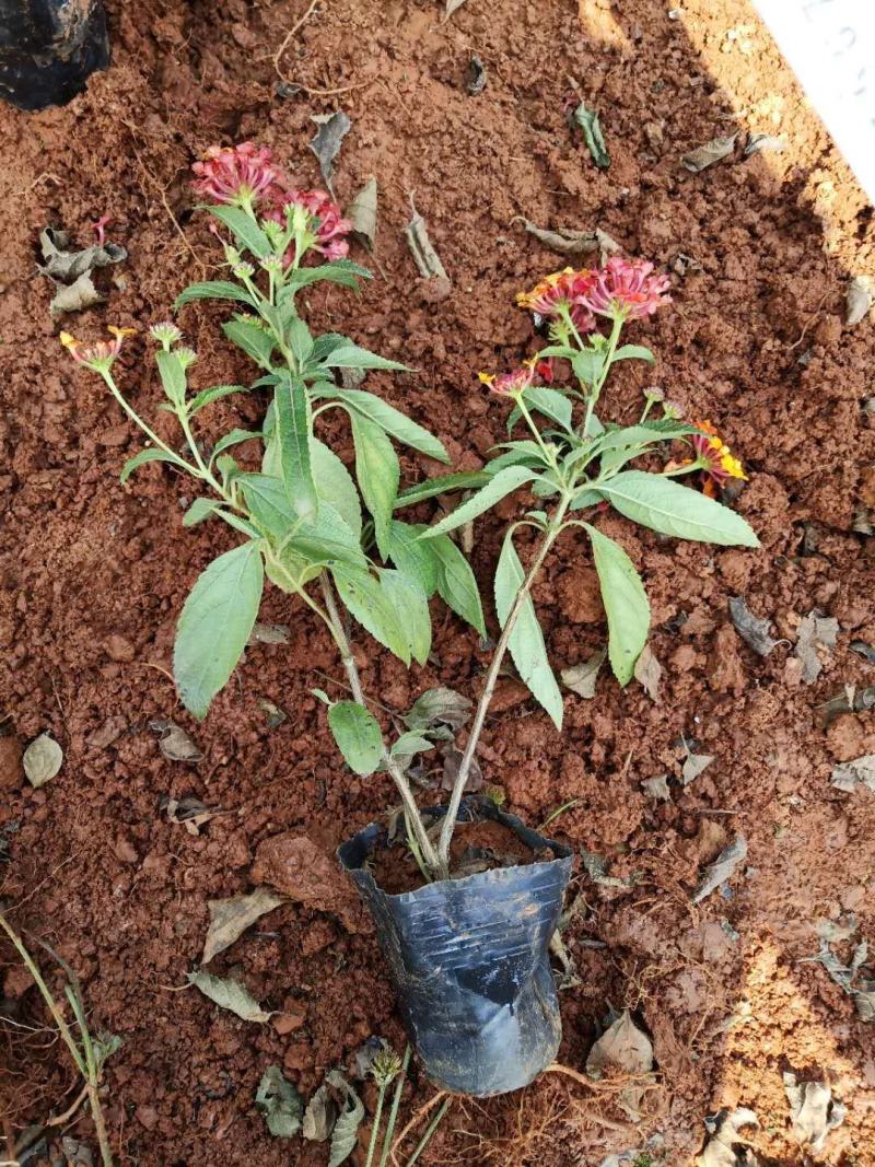 五色梅/绿化苗木/观花植物