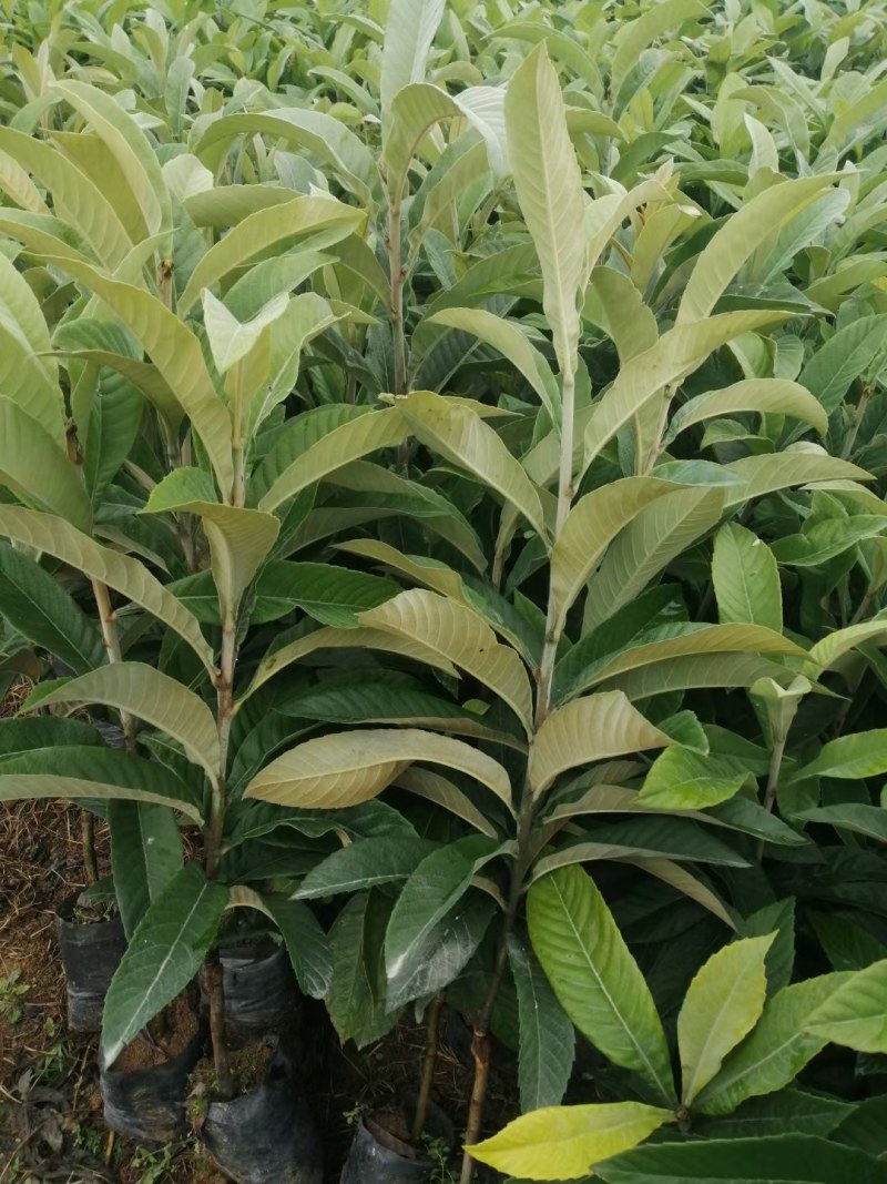 云南省红河州蒙自市枇杷苗岀售