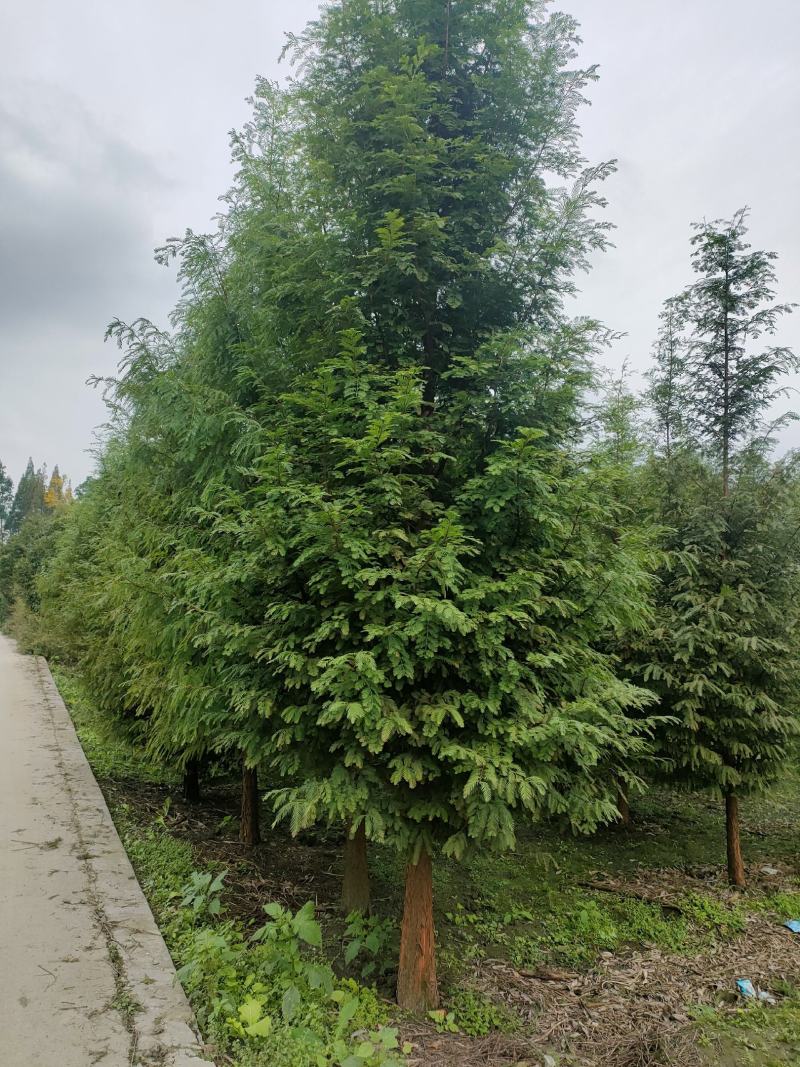 水杉出售各种3-30公分规格，需要的联系