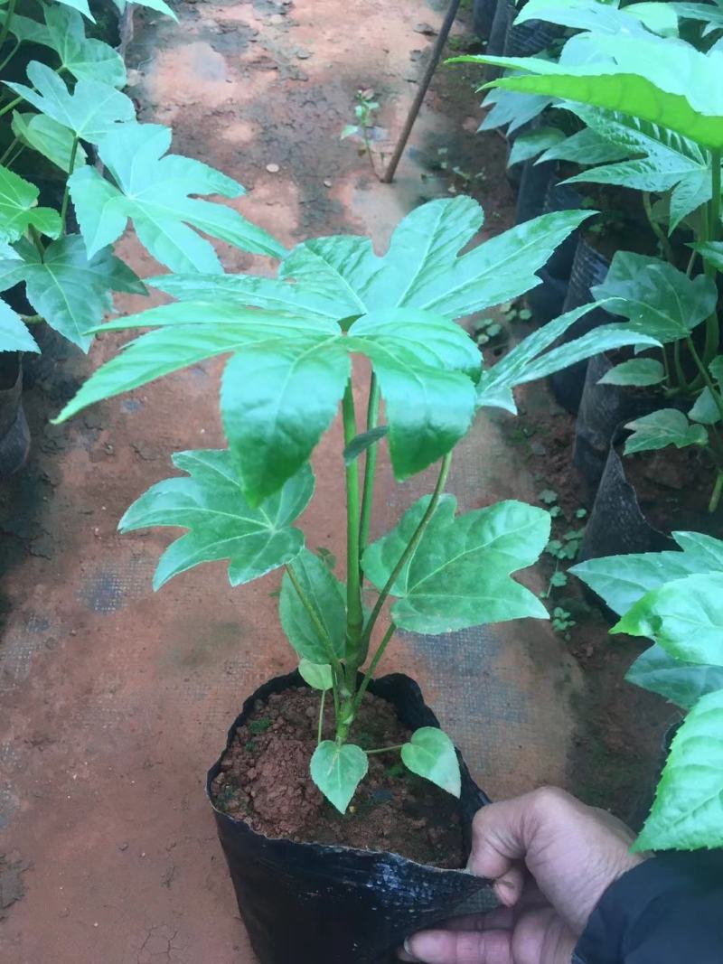 八角金盘，八角金盘小苗，云南八角金盘苗圃直销，绿化苗木