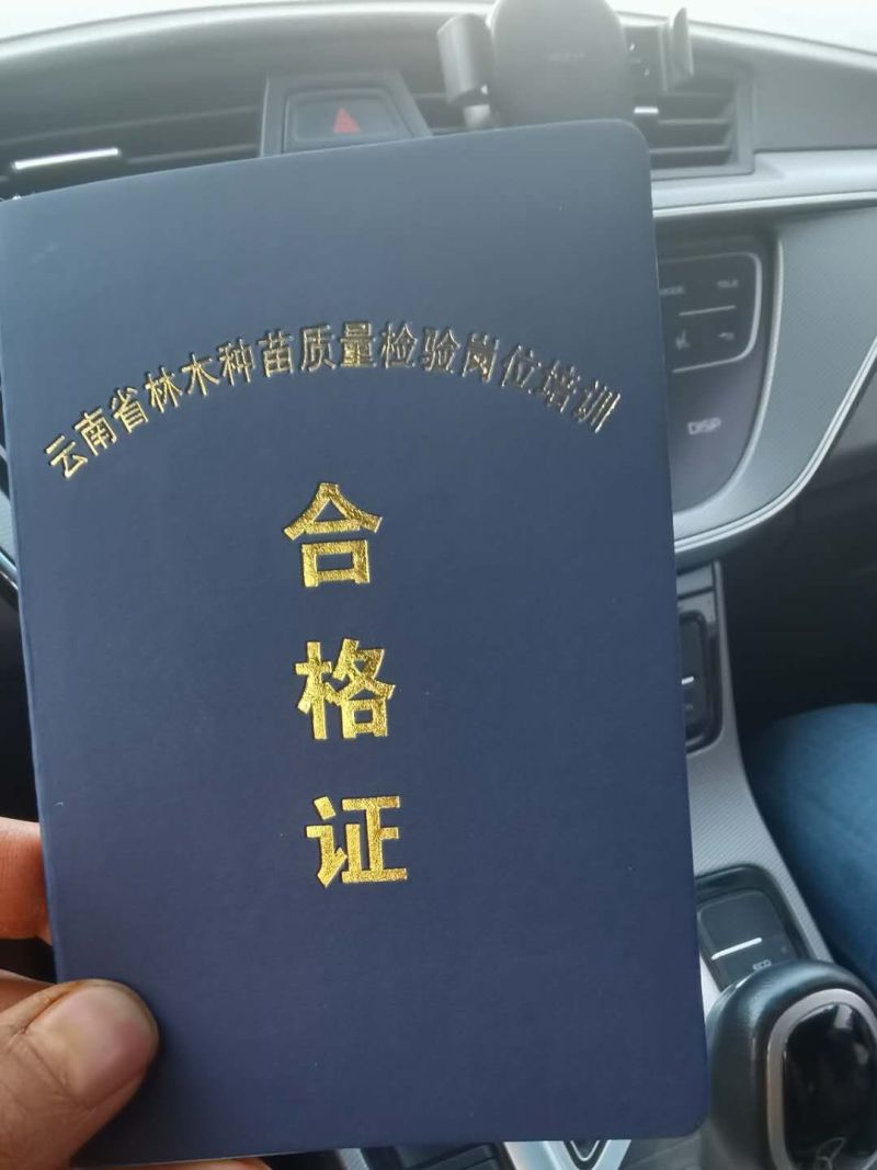 八角金盘，八角金盘小苗，云南八角金盘苗圃直销，绿化苗木