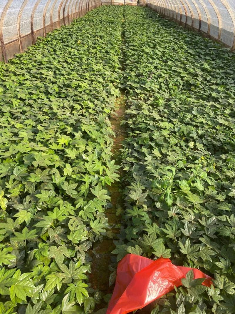 八角金盘/观叶植物/绿化苗木