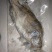 桂花鱼，臭鳜鱼。臭鳜鱼。大力推广哦。，，，，，，