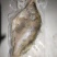 桂花鱼，臭鳜鱼。臭鳜鱼。大力推广哦。，，，，，，