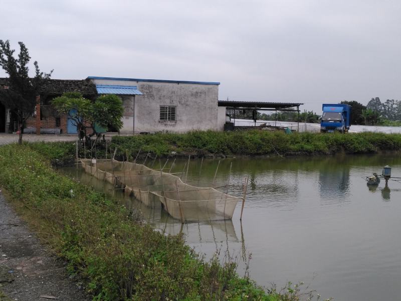 鲫鱼苗、中科三号鲫鱼苗、杂交快大鲫鱼苗、场地直销