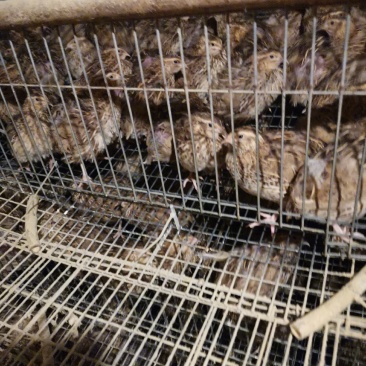 出售大量淘汰老鹌鹑有意者联系我